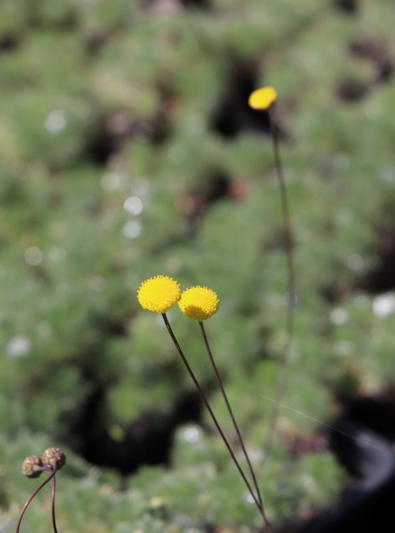 detail Mechovec srstnatý