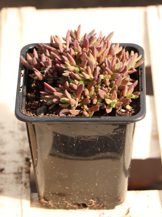 detail Kosmatec var.fialová