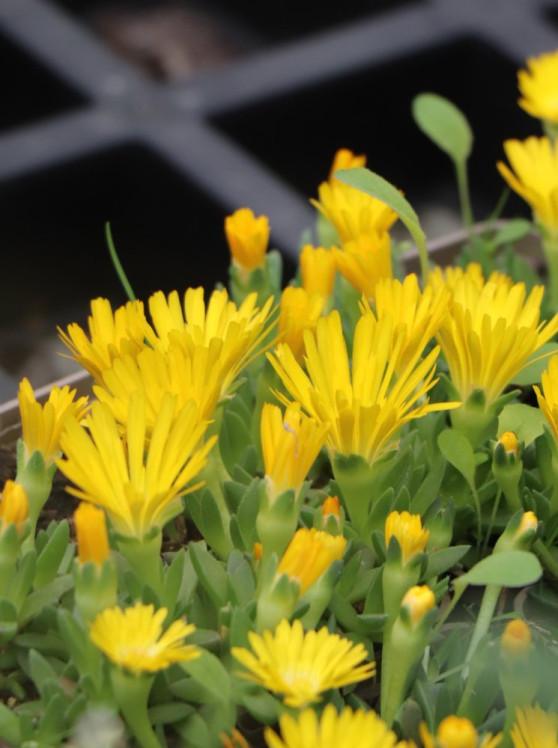 detail Kosmatec 'Lesotho'