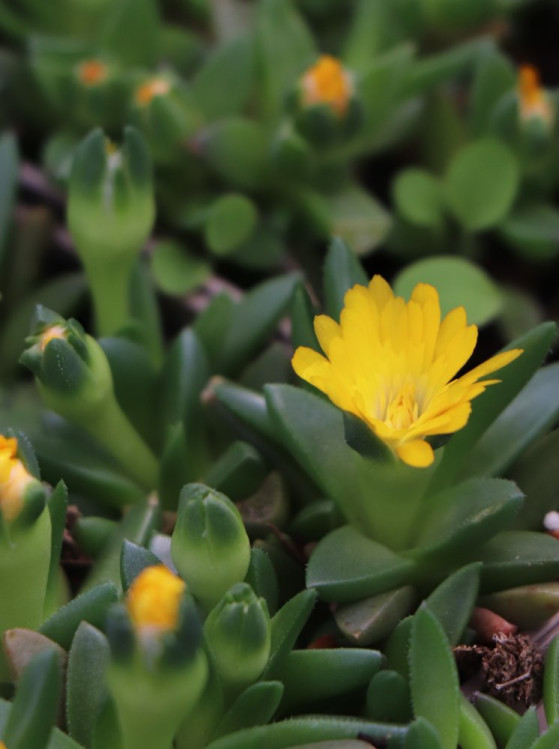 detail Kosmatec 'Lesotho'