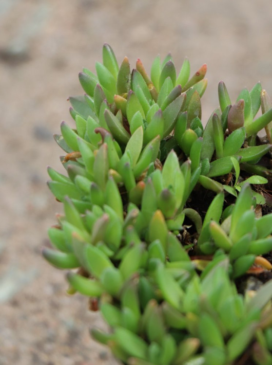 detail Kosmatec 'Lesotho'