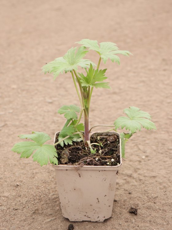detail Stračka Pacific Hybr. 'Black Knight' - ostrožka