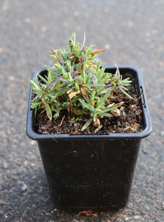 detail Karafiát 'Babí lom'