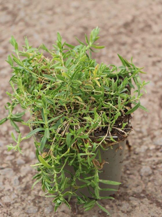 detail Hvozdík kropenatý 'Arctic Fire'