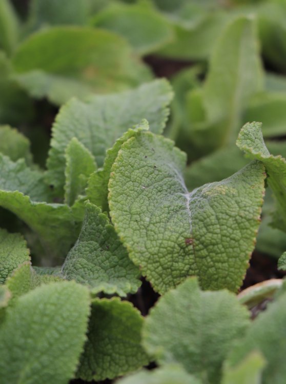 detail Náprstník červený ´Pam´s Choice´