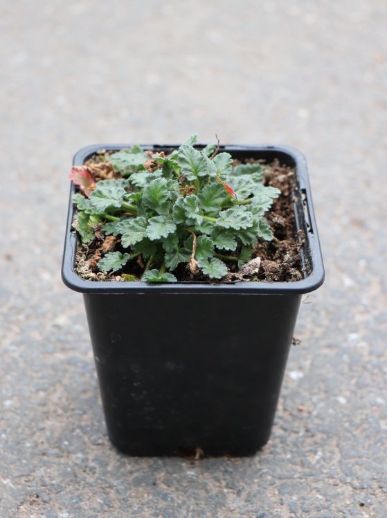 detail Pumpava (Erodium) var. 'Bishops´s Form'
