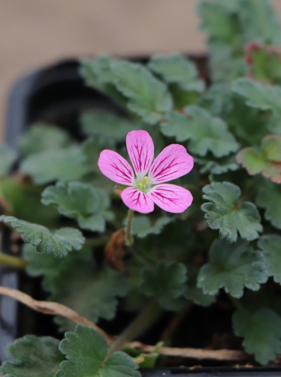 detail Pumpava (Erodium) var. 'Bishops´s Form'