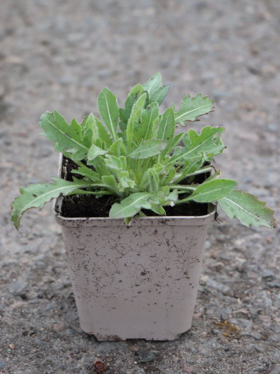 detail Kokarda osinatá ´Burgunder´