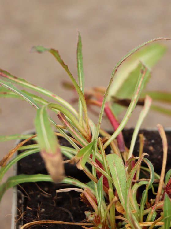 detail Svíčkovec Lindheimerův ´White Dove´