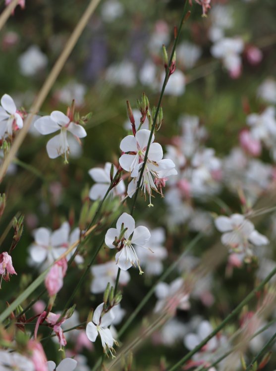 detail Svíčkovec Lindheimerův ´White Dove´