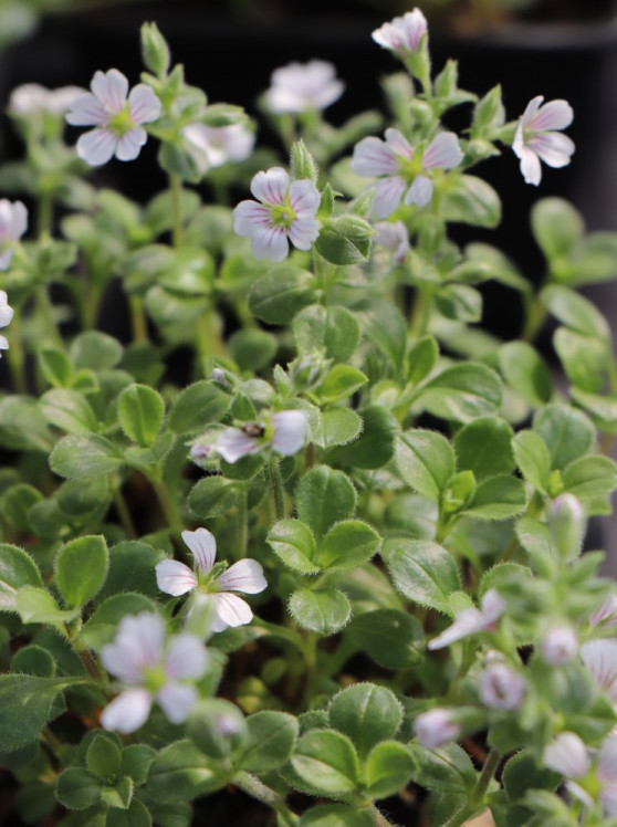 detail Šater rožcový