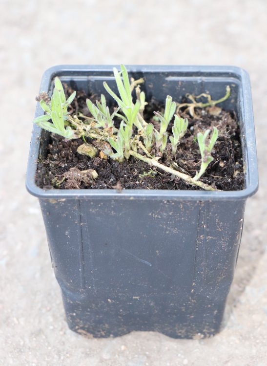 detail Šáter latnatý - nevěstin závoj