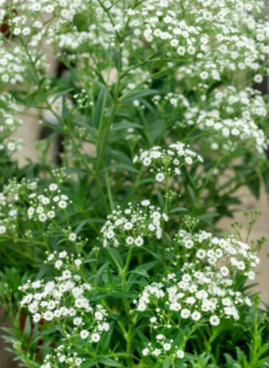 detail Šáter latnatý - nevěstin závoj