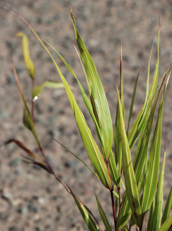 detail Rákosovka velká 'Albostriata'