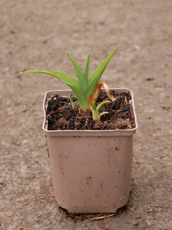 detail Denivka ´Lavender Blue Baby´