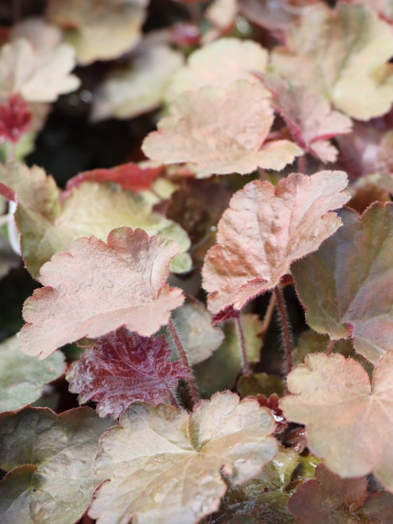 detail Dlužicha 'Palace Purple'