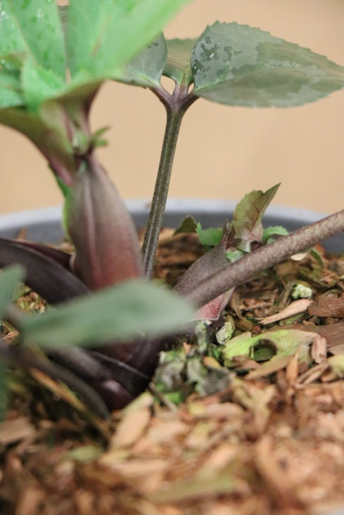 detail Čemeřice 'HGC N´Roses White' ®