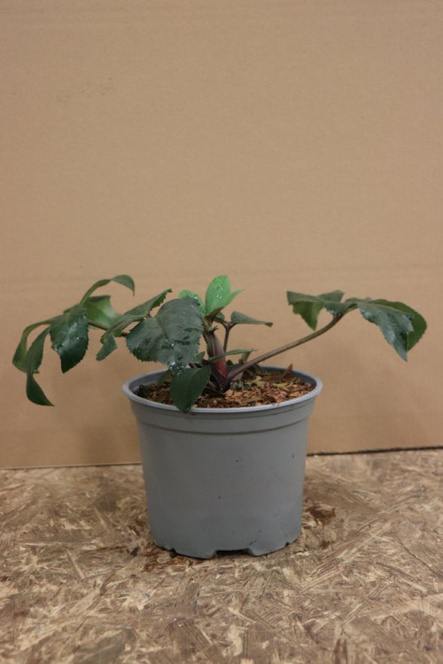 detail Čemeřice 'HGC N´Roses White' ®