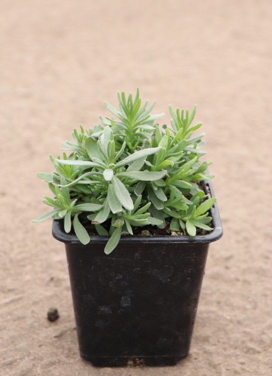 detail Levandule lékařská 'Hidcote Blue'