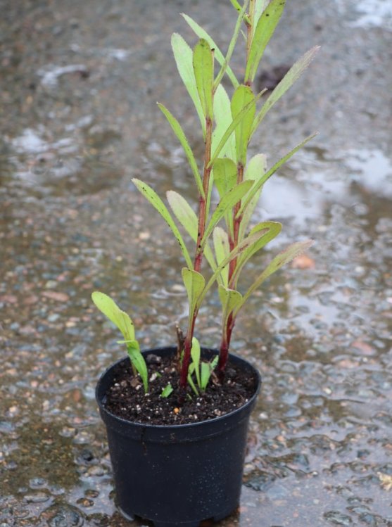 detail Kopretina největší 'Becky'