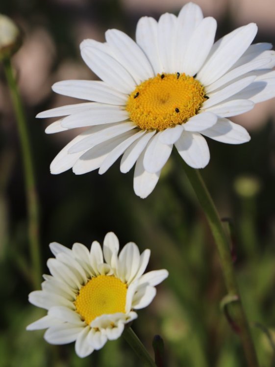 detail Kopretina největší 'Becky'
