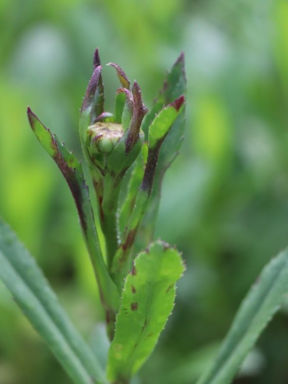 detail Kopretina největší 'Becky'