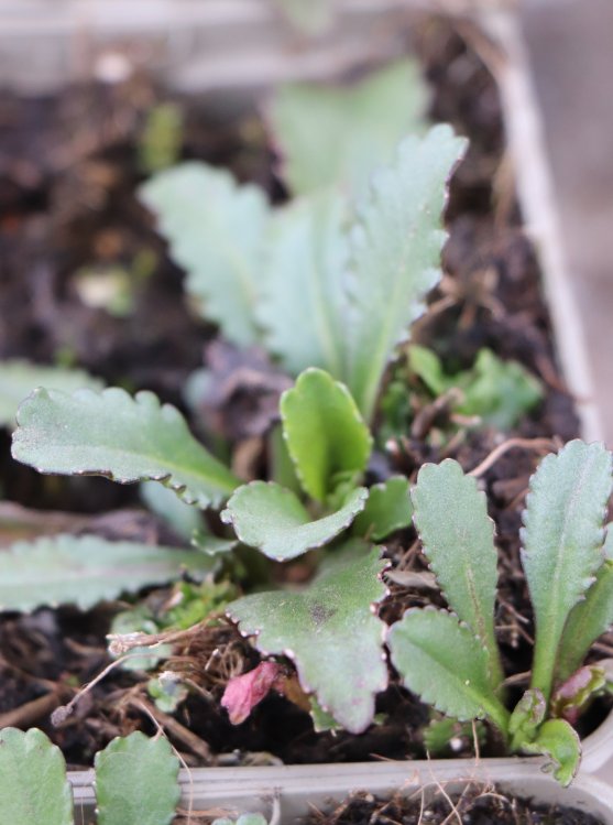 detail Kopretina největší 'Gruppenstolz'