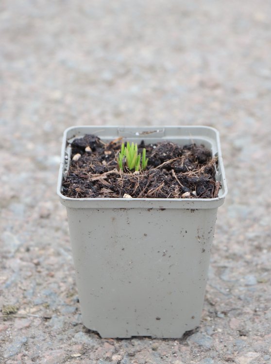 detail Šuškarda hustoklasá