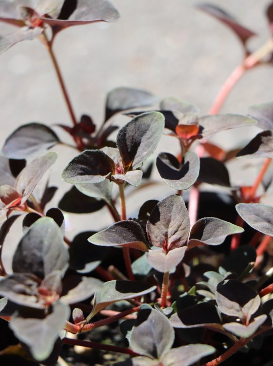 detail Vrbina 'Persian Chocolate'