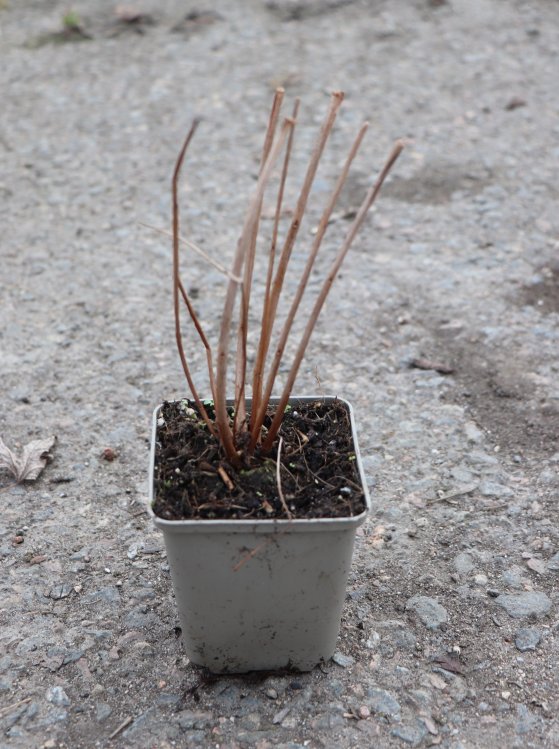 detail Kyprej vrbice 'Blush'