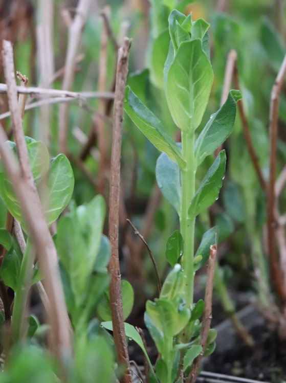 detail Kyprej vrbice 'Blush'