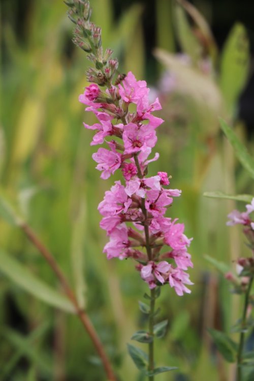 detail Kyprej vrbice 'Blush'