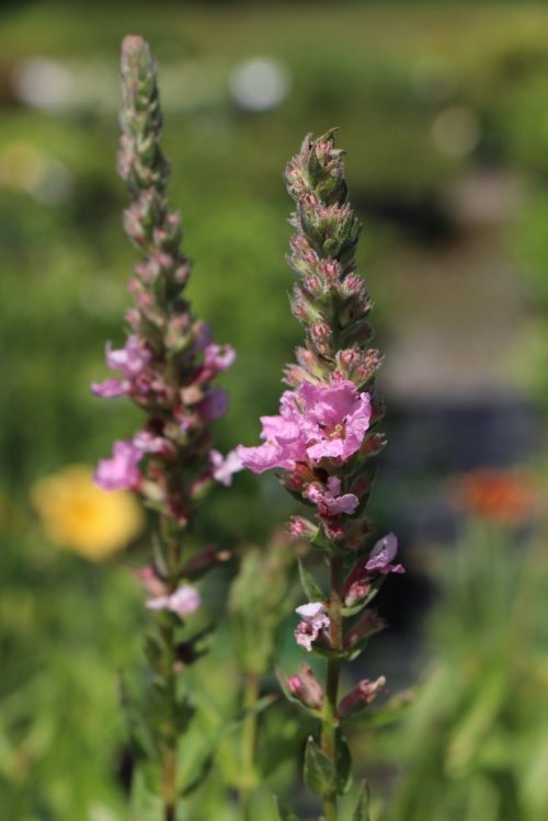 detail Kyprej vrbice 'Blush'