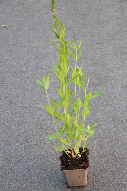 detail Kyprej vrbice 'Blush'