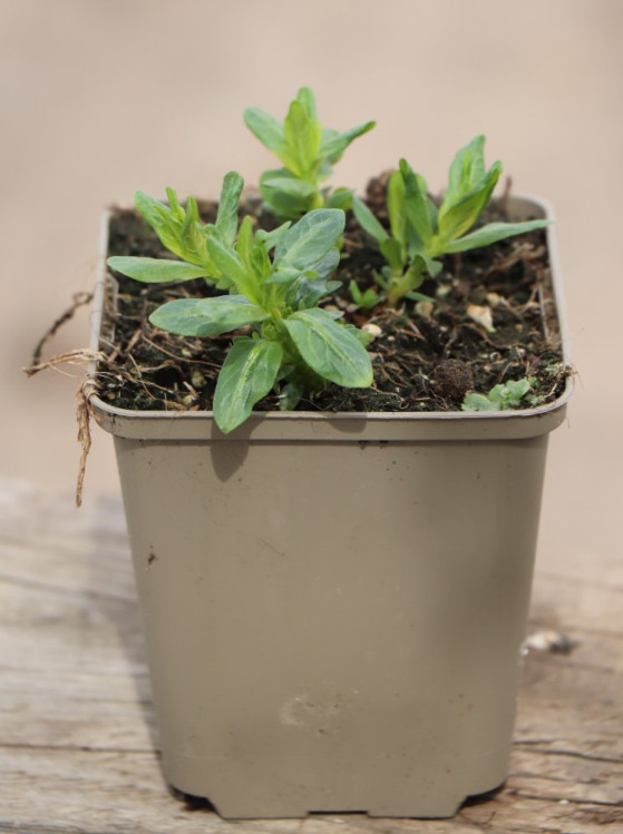 detail Kyprej vrbice JS® 'Pink Tails'