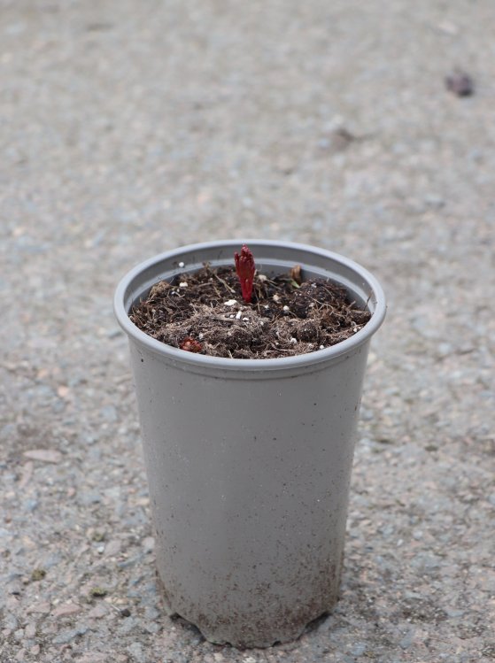 detail Pivoňka bylinná ´Charles Burgess´