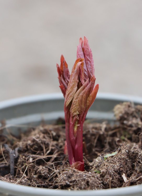 detail Pivoňka bylinná ´Green Halo´