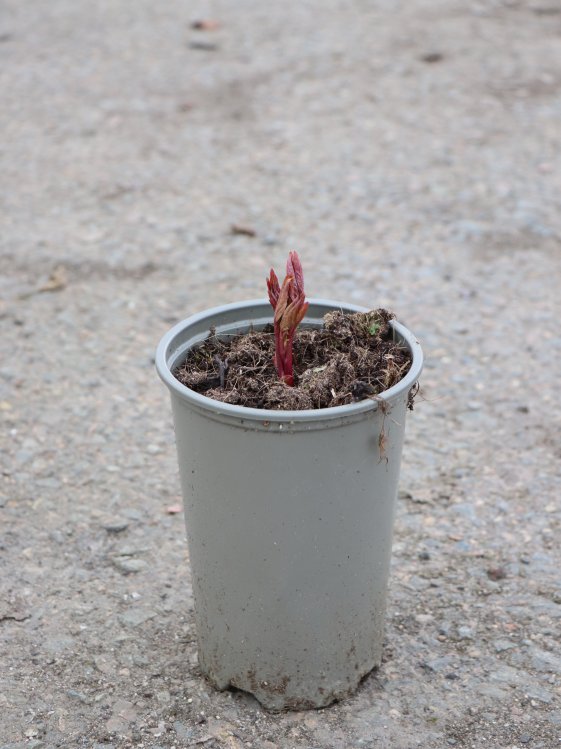 detail Pivoňka bylinná ´Green Halo´