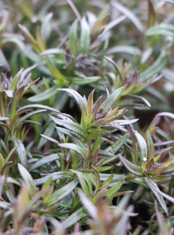 detail Plamenka 'Purple Beauty'