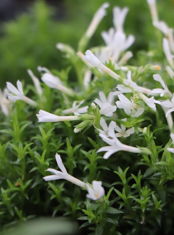 detail Plaménka covillei