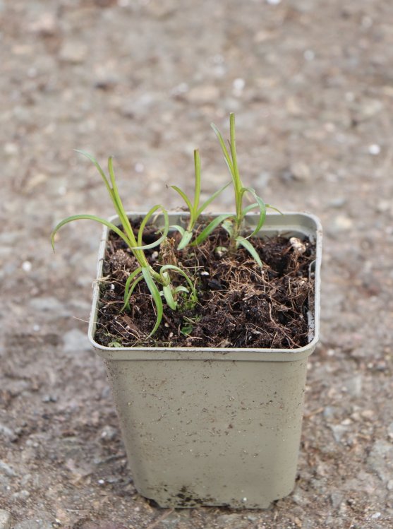 detail Plamenka latnatá 'Natascha' - Flox