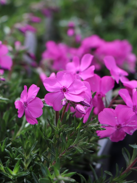 detail Plamenka 'Mc Daniel's Cushion'