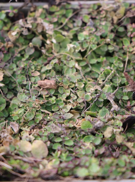 detail Půdokryvná Lobelka - Isotoma