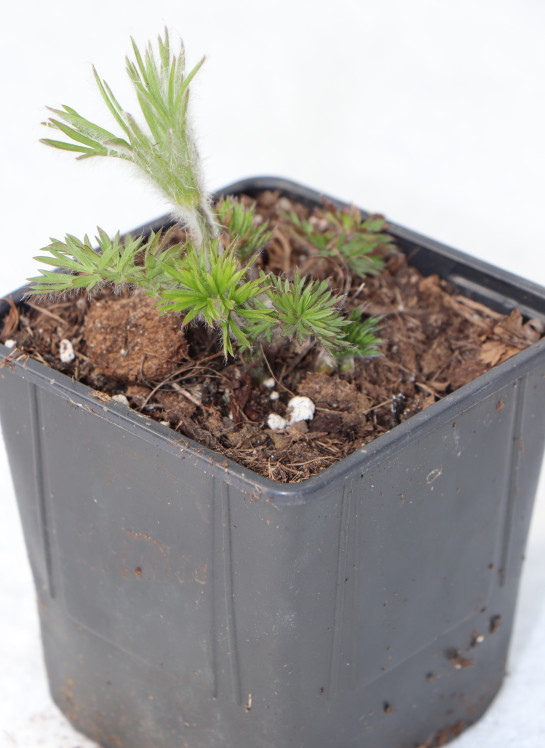 detail Koniklec obecný mix