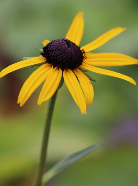detail Třapatka zářivá 'Goldsturm' - rudbékie