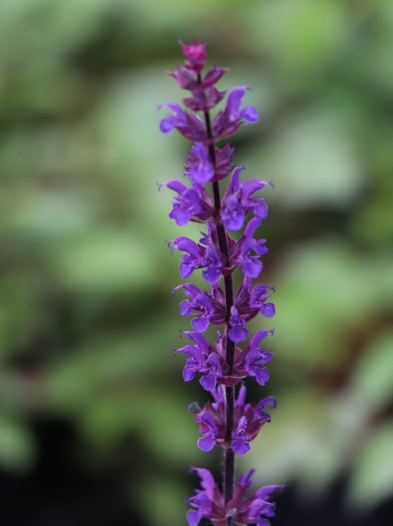 detail Šalvěj hajní 'Caradonna'