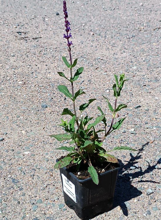 detail Šalvěj hajní 'Caradonna'