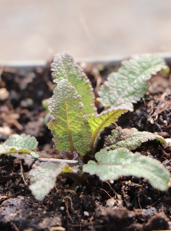 detail Šalvěj hajní 'Caradonna'