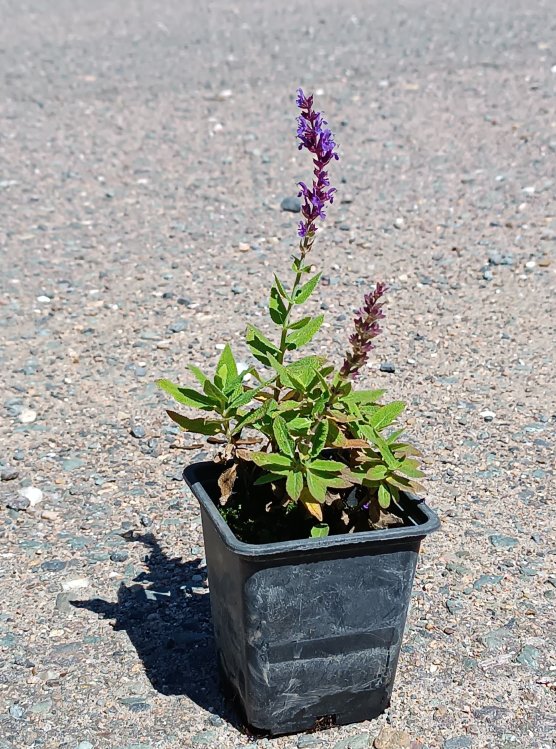 detail Šalvěj hajní 'Ostfriesland'