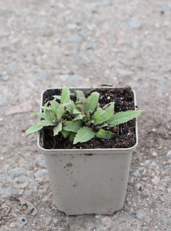 detail Šalvěj hajní 'Ostfriesland'